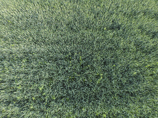 Texture of wheat field. Background of young green wheat on the field. Photo from the quadrocopter. Aerial photo of the wheat field
