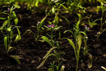 pink flower sprouts macro