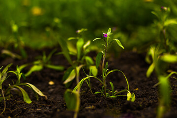 Flower sprouts macro