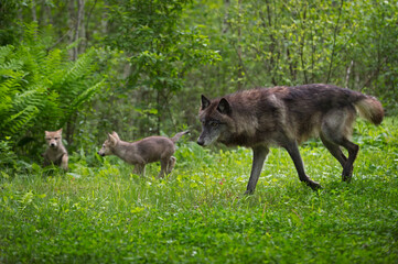 Black Phase Grey Wolf (Canis lupus) Runs With Pups
