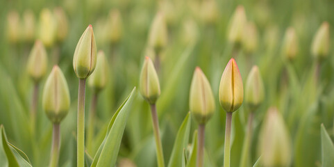 Obraz na płótnie Canvas Many closed buds of wonderful tulips on the flowerbed