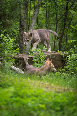 Grey Wolf (Canis lupus) Pup Walks Across Rock