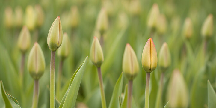 Many closed buds of wonderful tulips on the flowerbed