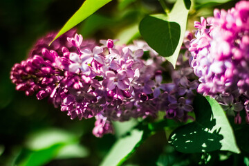 Fototapeta na wymiar lilac in the summer day