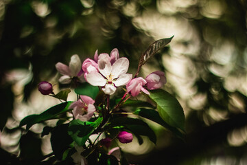 the flowers of the apple tree in the summer day