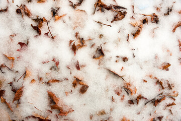 Scattered buried autumn leaves in winter snow