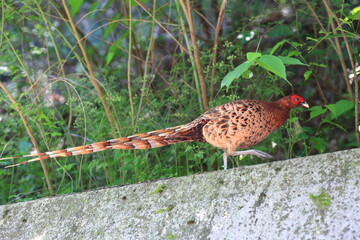 Copper Pheasant (Syrmaticus soemmerringii intermedius) male in Japan