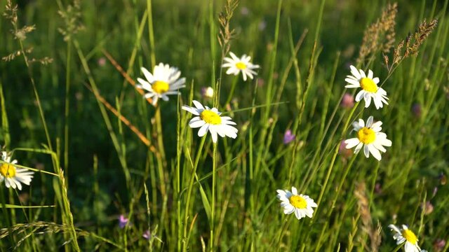 Blumenwiese