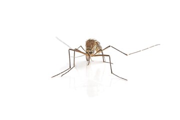 Mosquito on white surface