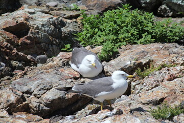 白崎海岸の海猫