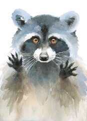Watercolor Raccoon Begging Look Hand Painted Illustration on white background