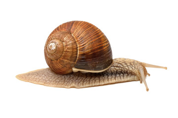 Weinbergschnecke isoliert