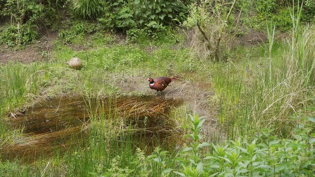 Male pheasant drinking water, female watches