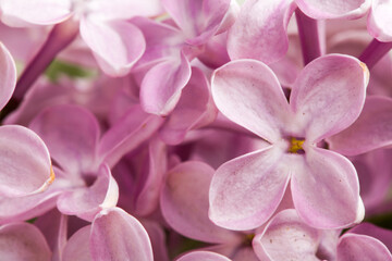 Beautiful spring delicacy lilac flowers.