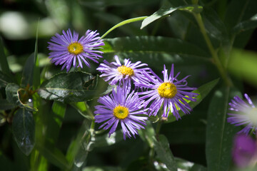 Showy Daisy - Wild Flowers in Colorado