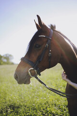 Obraz premium Brown Horse with Black Mane in a Meadow