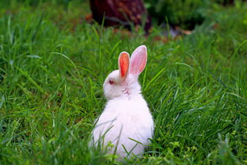 Little white rabbit in to the woods