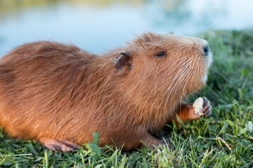 Portrait of a charming sniffing nutria, sitting in the grass