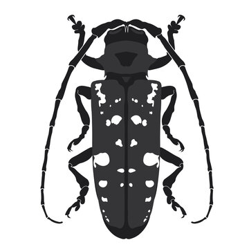 Asian Longhorned Beetle (Anoplophora Glabripennis)