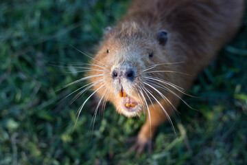 Portrait of a charming sniffing nutria, sitting in the grass