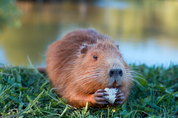 Portrait of a charming sniffing nutria, sitting in the grass
