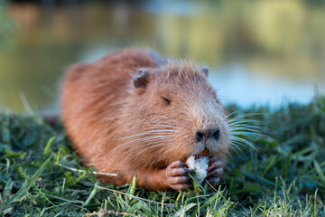 Portrait of a charming sniffing nutria, sitting in the grass