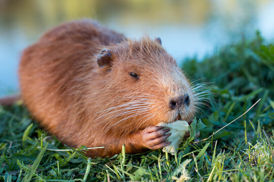 Portrait of a charming sniffing nutria, sitting in the grass