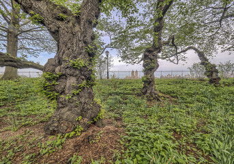 Central Park, New York City spring