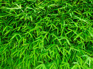 Green bamboo leaves background