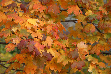 Naklejka na ściany i meble Close shot of fall color tree leaves.