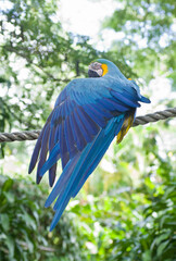 Perroquet bleu
