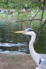 heron