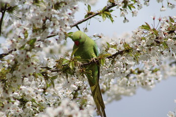 Parrot