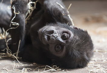 Cute little gorilla baby resting on the ground
