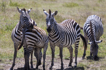 Zebras on grassland in one of the National park of Kenya and border of Tanzania Africa 