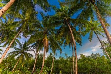Fototapeta na wymiar sweet coconut around on the Mentawai beach
