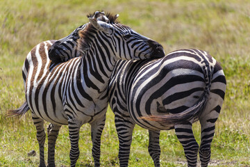 Zebras on grassland in one of the National park of Kenya and border of Tanzania Africa 