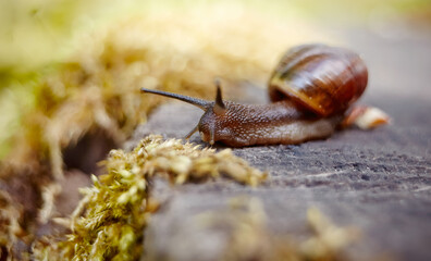 A small brown snail crawling