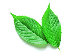 Green leaf