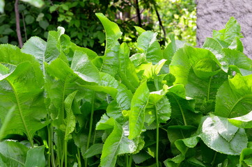 
Juicy leaves of horse radish ordinary, growing in rows.