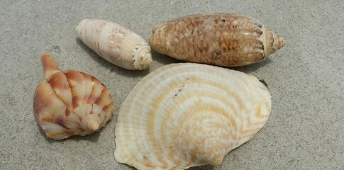 Seashells on sand background in Atlantic coast of North Florida