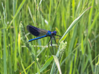 Prachtlibelle