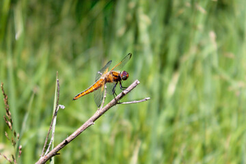 Libelle beim Sonnenbad