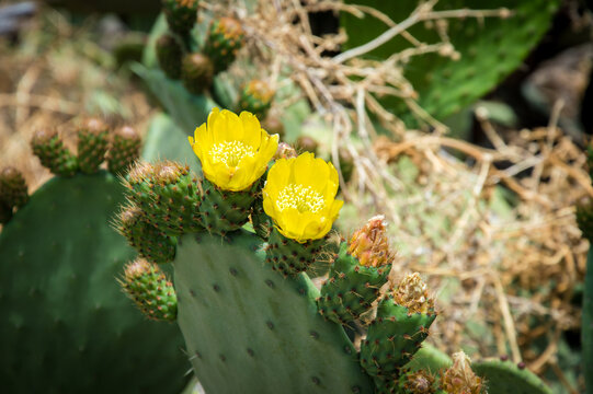 Yellow Cactus in idyllic nature of Gran Canaria, Spain