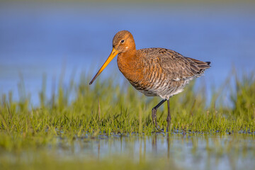 Black tailed Godwit wading through wetland