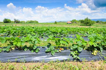 Fototapeta na wymiar strawberry plants with irrigation system