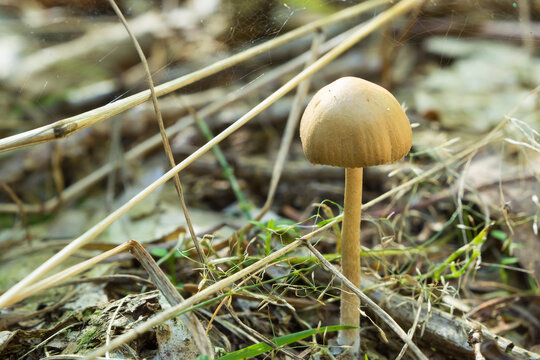 Ein Pilz wie der Orangegelbe Scheibenstreifling