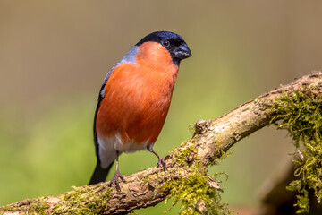 Bullfinch on branch
