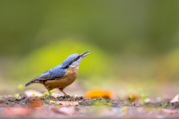 Eurasian nuthatch looking upward
