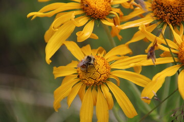 Sunflowers with pollinators